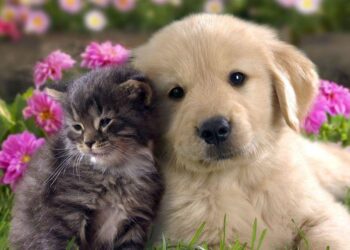 João Azevêdo sanciona lei que assegura acompanhamento de animais aos portadores de sofrimentos psíquicos