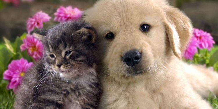 João Azevêdo sanciona lei que assegura acompanhamento de animais aos portadores de sofrimentos psíquicos