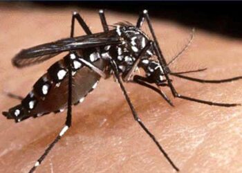 Paraíba registra uma morte por dengue e investiga três suspeitas; quase 50 municípios estão sob alerta de surto