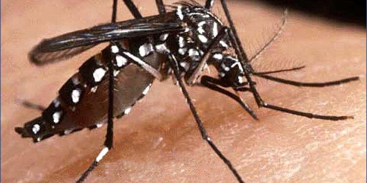 Paraíba registra uma morte por dengue e investiga três suspeitas; quase 50 municípios estão sob alerta de surto